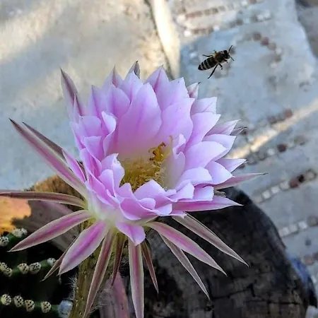 South Side Athánion